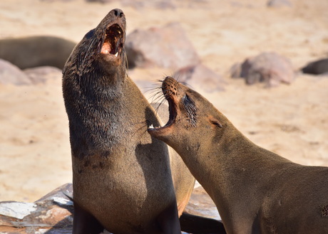 Seals