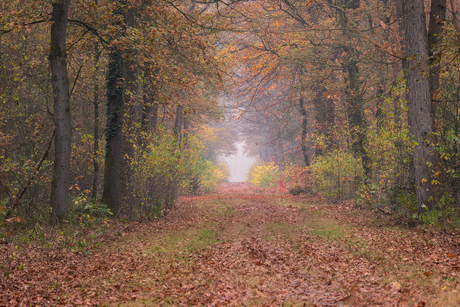 Mistige ochtend in het Noordbargerbos