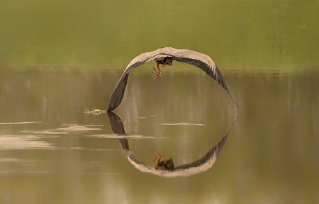 Reiger 