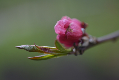 Asserbos, Assen, Nederland