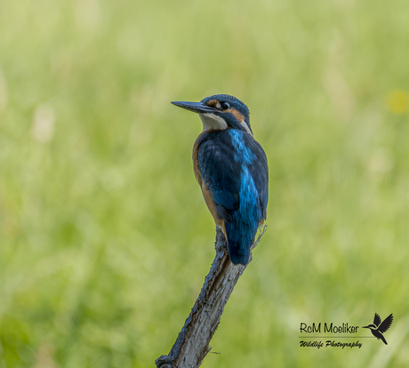 De IJsvogel.