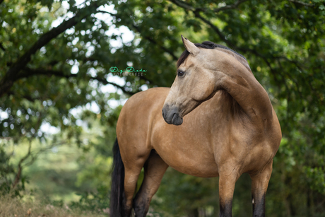 Guardian of the Forest