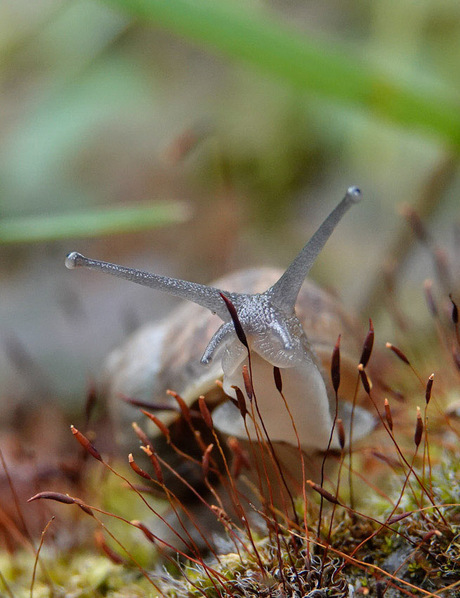 Het segrijnslakje!🐌