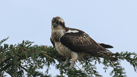 Visarend hoog in de boom.