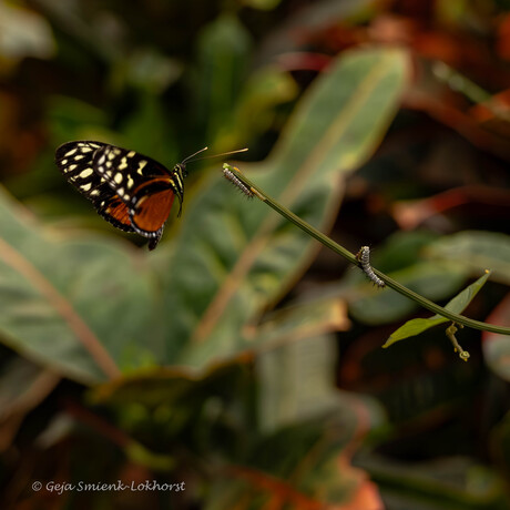 Vlinders in Pantropia  