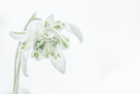 Witte lente