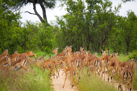 Impala's in Zuid-Afrika