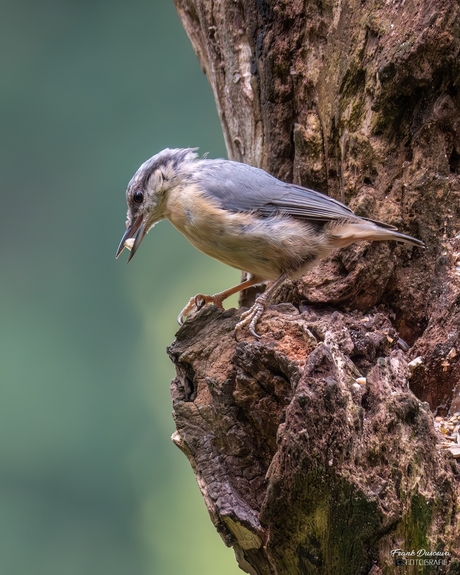 Boomklever (Sitta europaea).