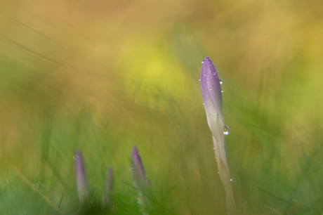 Lente in zicht?