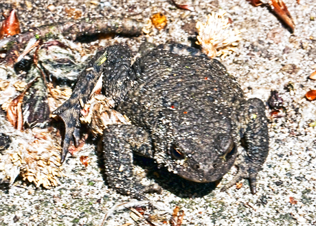 pad