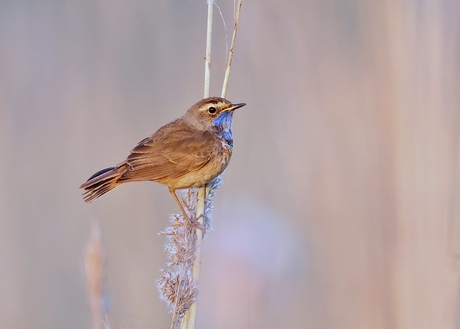Blauwborst 