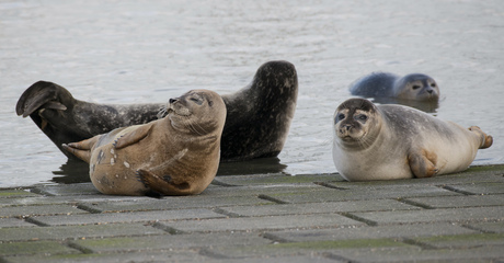 Zeehonden