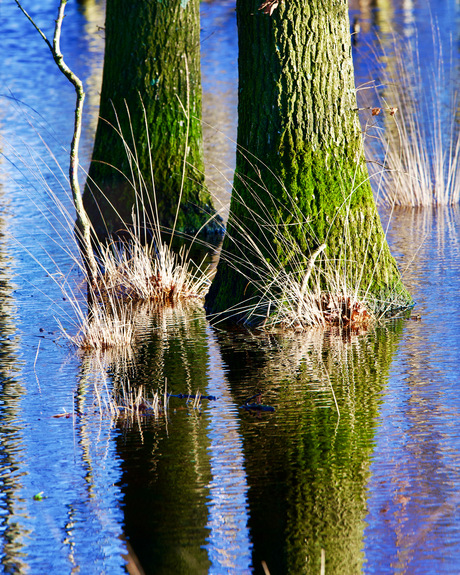 Bomen met natte voeten
