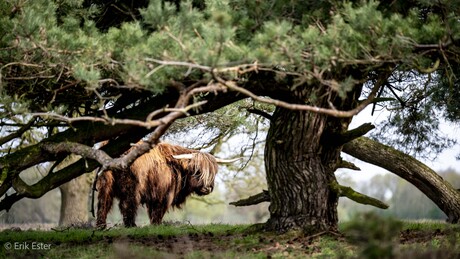 Schotse hooglander 