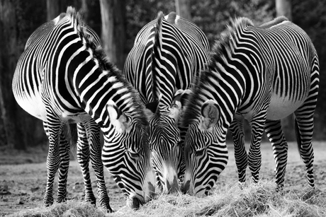 Een streepje voor hebben