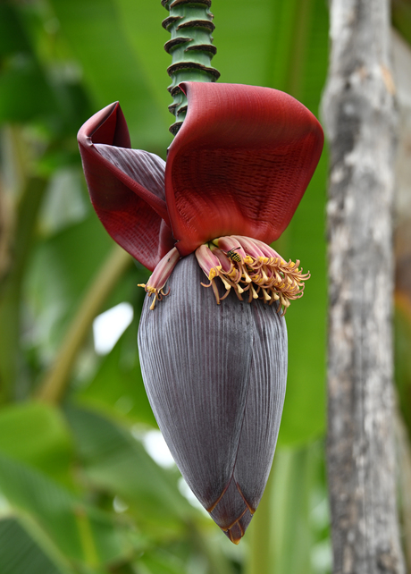 Bananenbloem