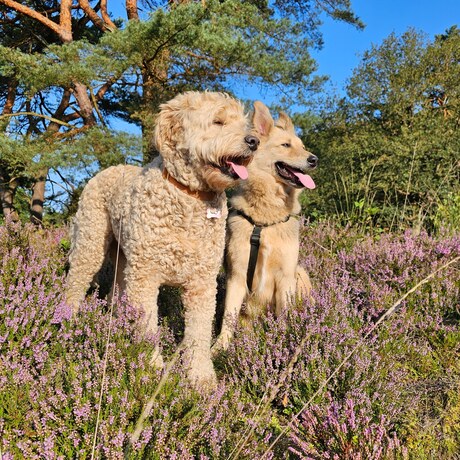 Prachtig duo in heide