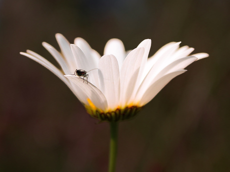 Glowing Daisy 