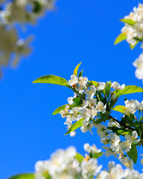 Contrast met de strakblauwe lucht.