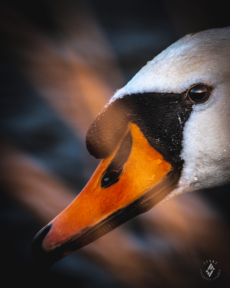 Closeup van een Zwaan