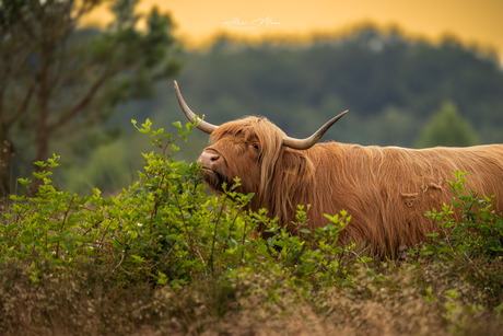 Schotse hooglander in warm licht