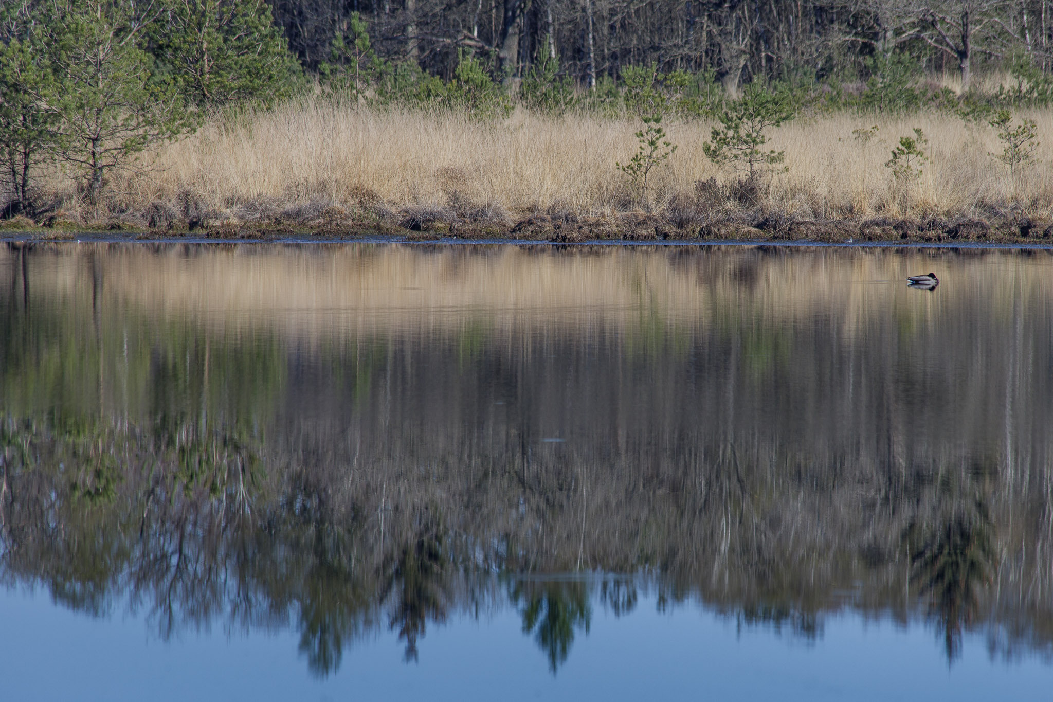 Float - Rustig rond dobberen. - foto door rl-fotografie op 11-04-2025 - locatie: Koopmans Veentje, Wateren, Nederland - deze foto bevat: canon, canon eos 6d mark ii, ef70-300mm f/4-5.6 is usm, iso 100, diafragma ƒ/8, sluitertijd 1/200s, brandpuntafstand 300mm, waterbronnen, water, waterlichaam, natuurlijke omgeving, natuur, natuurlijk landschap, moeras, bank, moerasland, reflectie