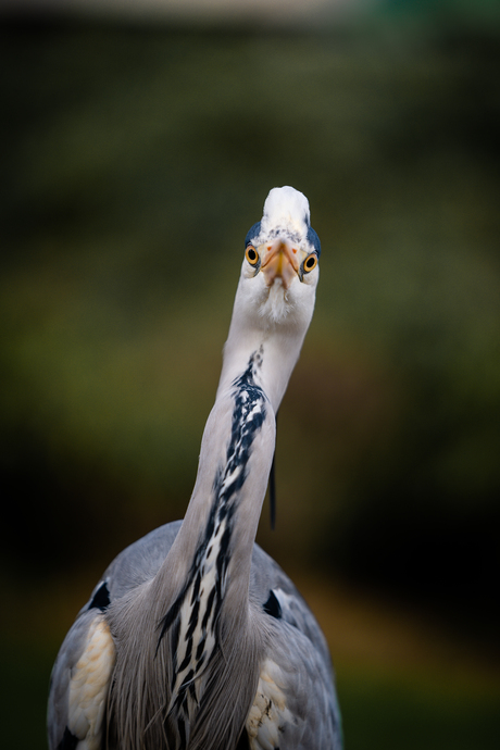 Reiger