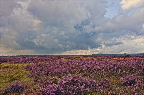 Ginkelse heide