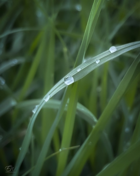 Gewoon na een regenbui...druppels