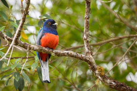 Surucuatrogon @ Intervales NP