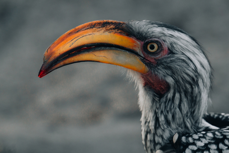 Hornbill