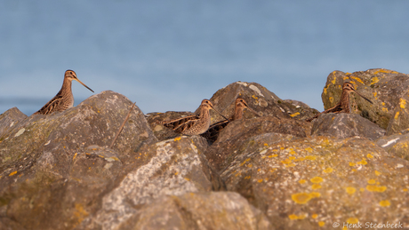 Watersnippen tussen de rotsblokken