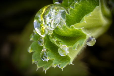 In eigen tuin