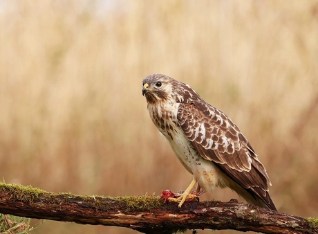 Buizerd