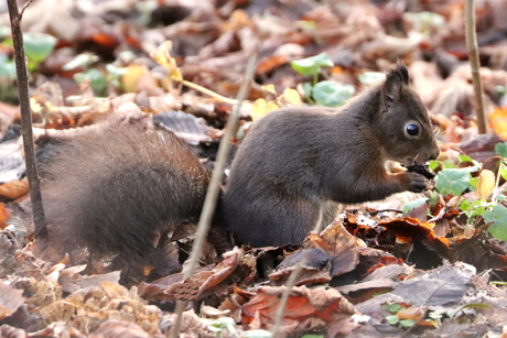 etende rode eekhoorn