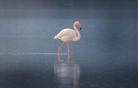 Beautiful flamingo