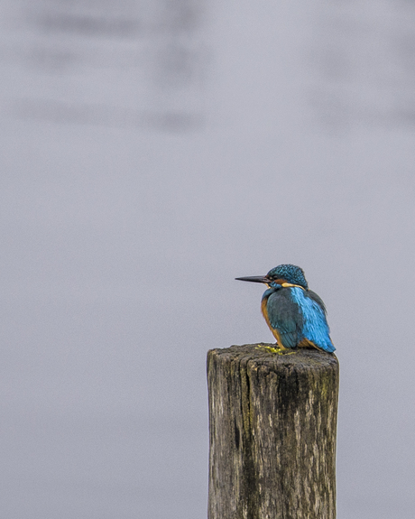 IJsvogel