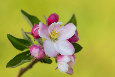 Lente