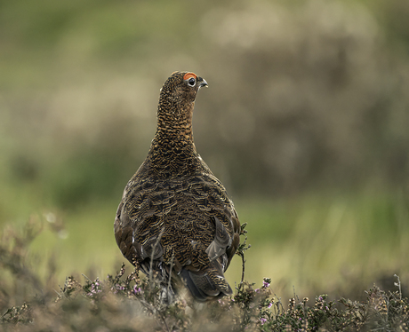 Red Grouse