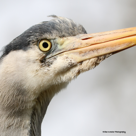 Reiger