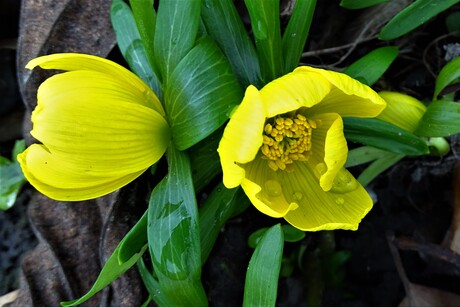 lente
