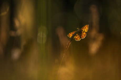 zilveren maan tegen de bosrand