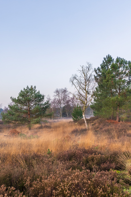 Kalmthoutse heide