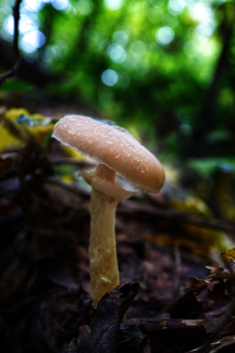 Eenzaam paddenstoeltje