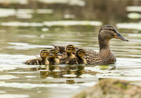 Mama eend met kroost aan het rond zwemmen