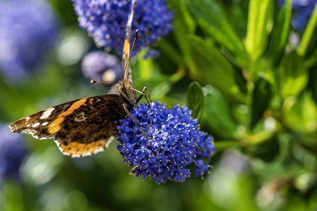 Vlinder op blauwe bloem.