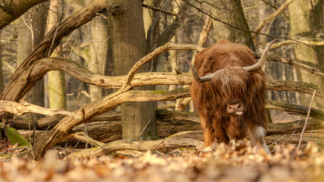 De Sprengenberg (Haarle)