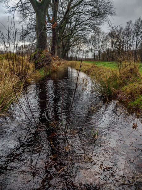 Nieuwjaarswandeling