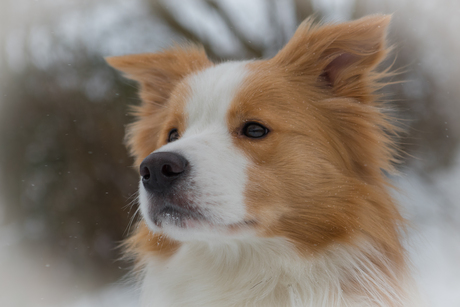 Kop van een border collie met sneeuwvlokken