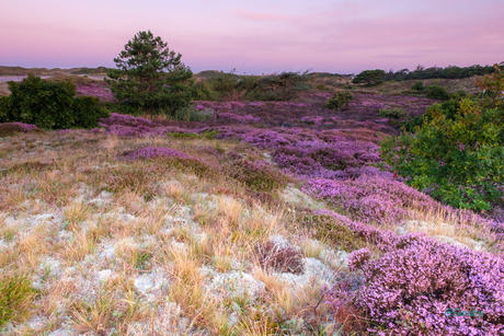 Heide
